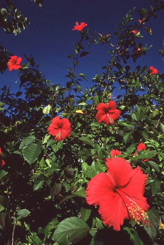 WT 0400 100-33 Australia.jpg